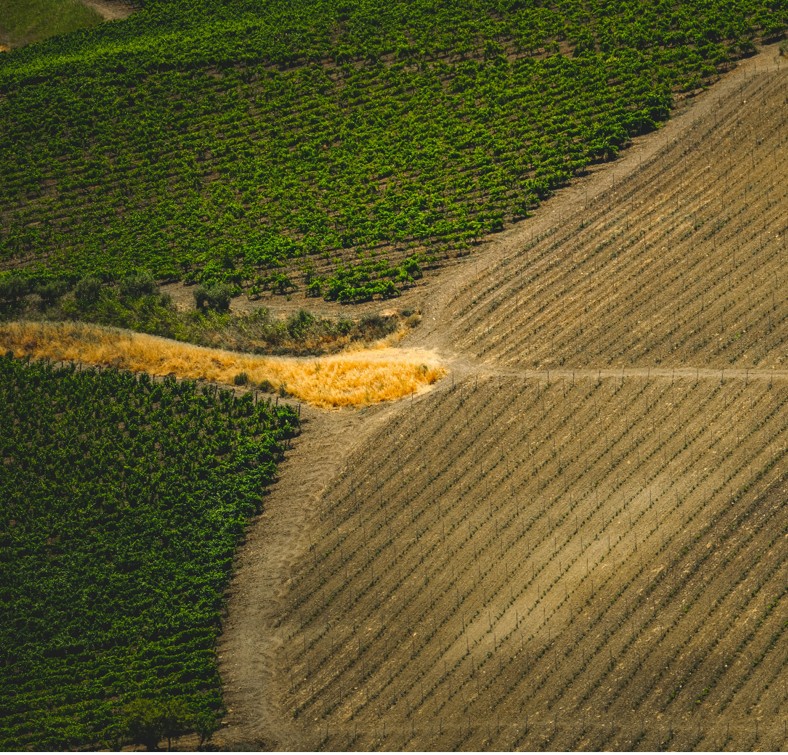 Healthy, resilient crops